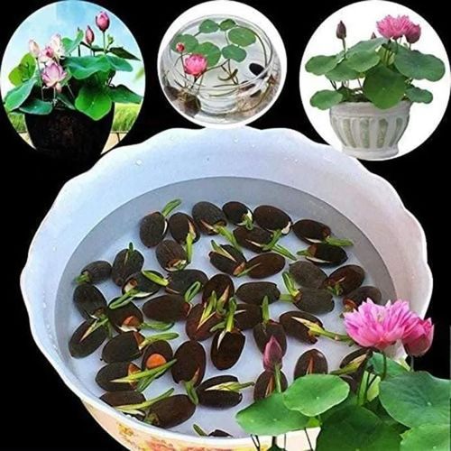 1 Sac De Graines De Lotus Mini Sans Ogm Graines De Bol De Lotus De Bonsaï Mélangé Pour Jardin 1