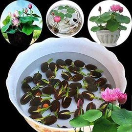 1 Sac De Graines De Lotus Mini Sans Ogm Graines De Bol De Lotus De Bonsaï Mélangé Pour Jardin 1