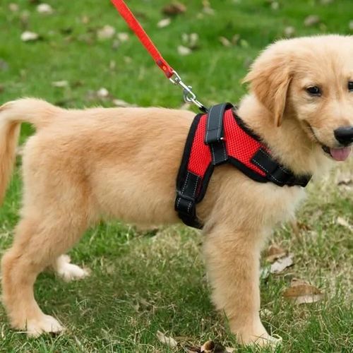 [S] Harnais Chien Anti Traction, Harnais De Securite Pour Chien, Réfléchissant Gilet Pour Randonnée Trajet Voiture Rouge