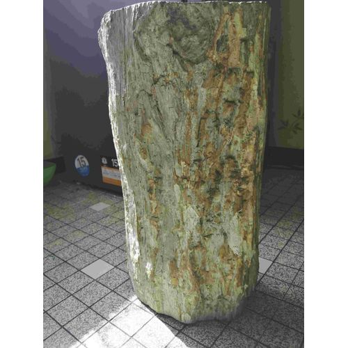 Tronc En Bois Silicifié De Madagascar