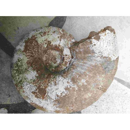 Grosse Ammonite Blanche De Tuléar