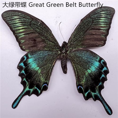Véritables spécimens de papillon pour la décoration de la maison,figurine d'insecte,production d'Auckland,breloque,accessoires pour le salon,collection d'art,30 pièces #G
