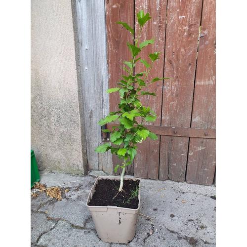 Althea (Hibiscus Syriacus Vivace -20°)