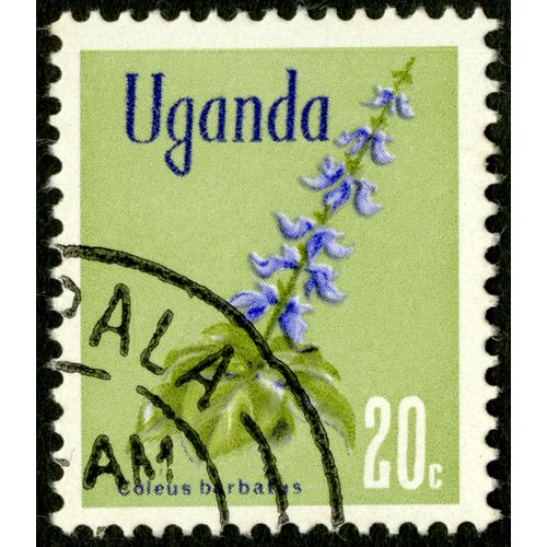 Timbre Oblitéré Uganda, Coleus Barbarus, 20 C