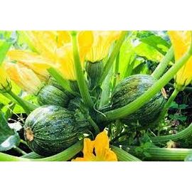 Courgette Ronde De Nice 10 Graines