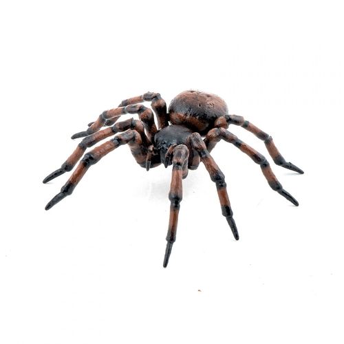 La Vie Sauvage Araignée Commune