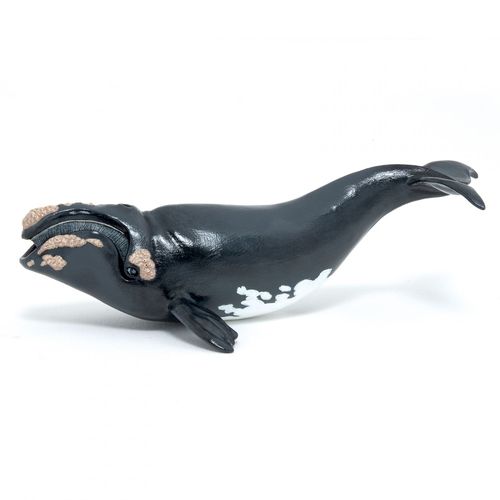L'univers Marin Jeune Baleine Franche