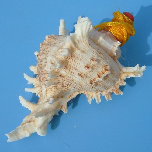 Grand Sifflet À Vis En Forme De Conque De Mer,Bijouterie Artisanale,Petits Cadeaux Pour Enfants Gratuits - Type D10cm
