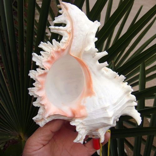 Grand Sifflet À Vis En Forme De Conque De Mer,Bijouterie Artisanale,Petits Cadeaux Pour Enfants Gratuits - Type S15cm