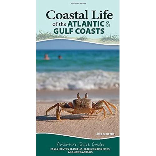 Coastal Life Of The Atlantic And Gulf Coasts