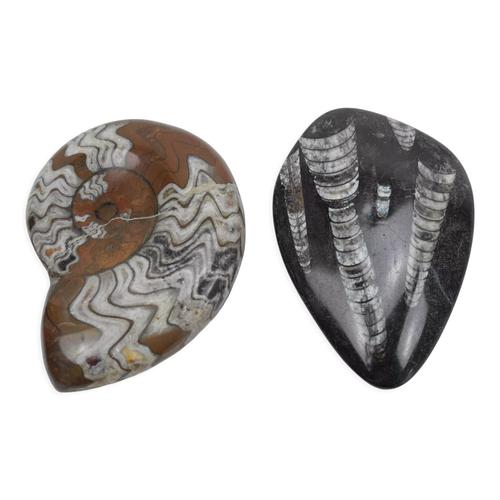 Deux fossiles polis ammonite orthoceras multicolore