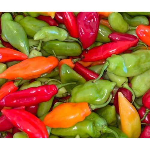 20 Graines De Piment Végétarien, Capsicum Annuum