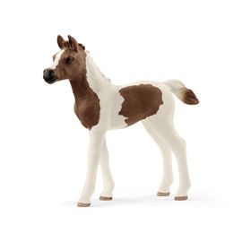 Horse Club Poulain Pintabian