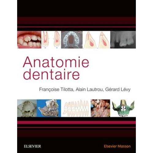 Anatomie Dentaire