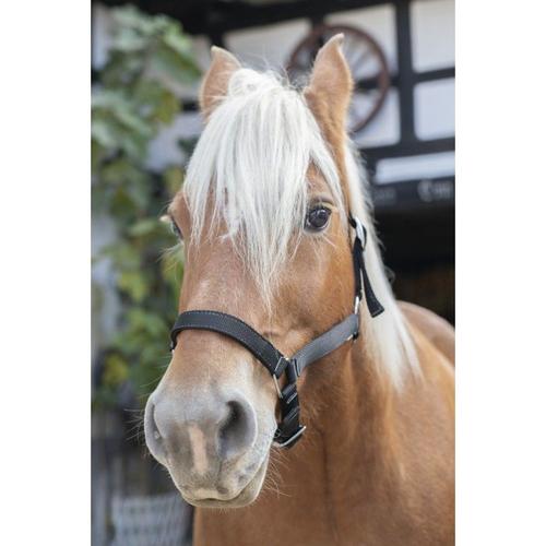 Licol Norton Cheval De Trait - Couleur : Noir, Taille : Cheval De Trait