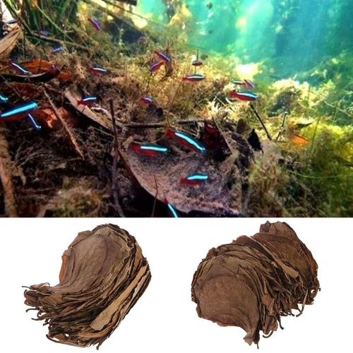 Feuilles De Catappa Naturelles, 50 Pièces, Feuilles D'amandier, Traitement De Nettoyage De Poisson, Réservoir D'aquarium