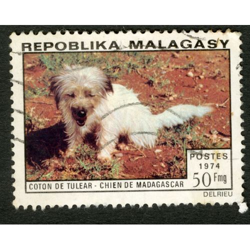 Timbre Oblitéré Repoblika Malagasy, Coton De Tulear - Chien De Madagascar, Postes 1974, 50 Fmg