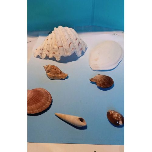 Lot De 7 Coquillages 