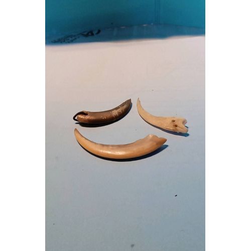 Lot De 3 Dents De Poisson Préhistorique