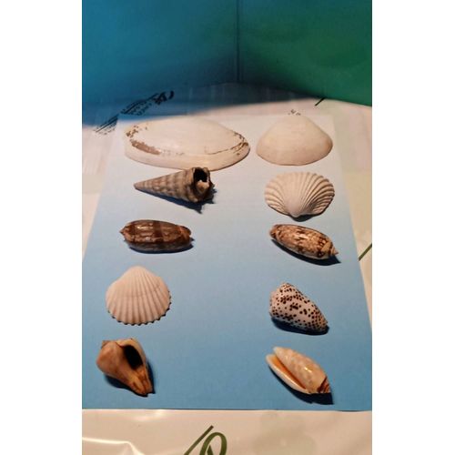 Lot De 10 Coquillages 