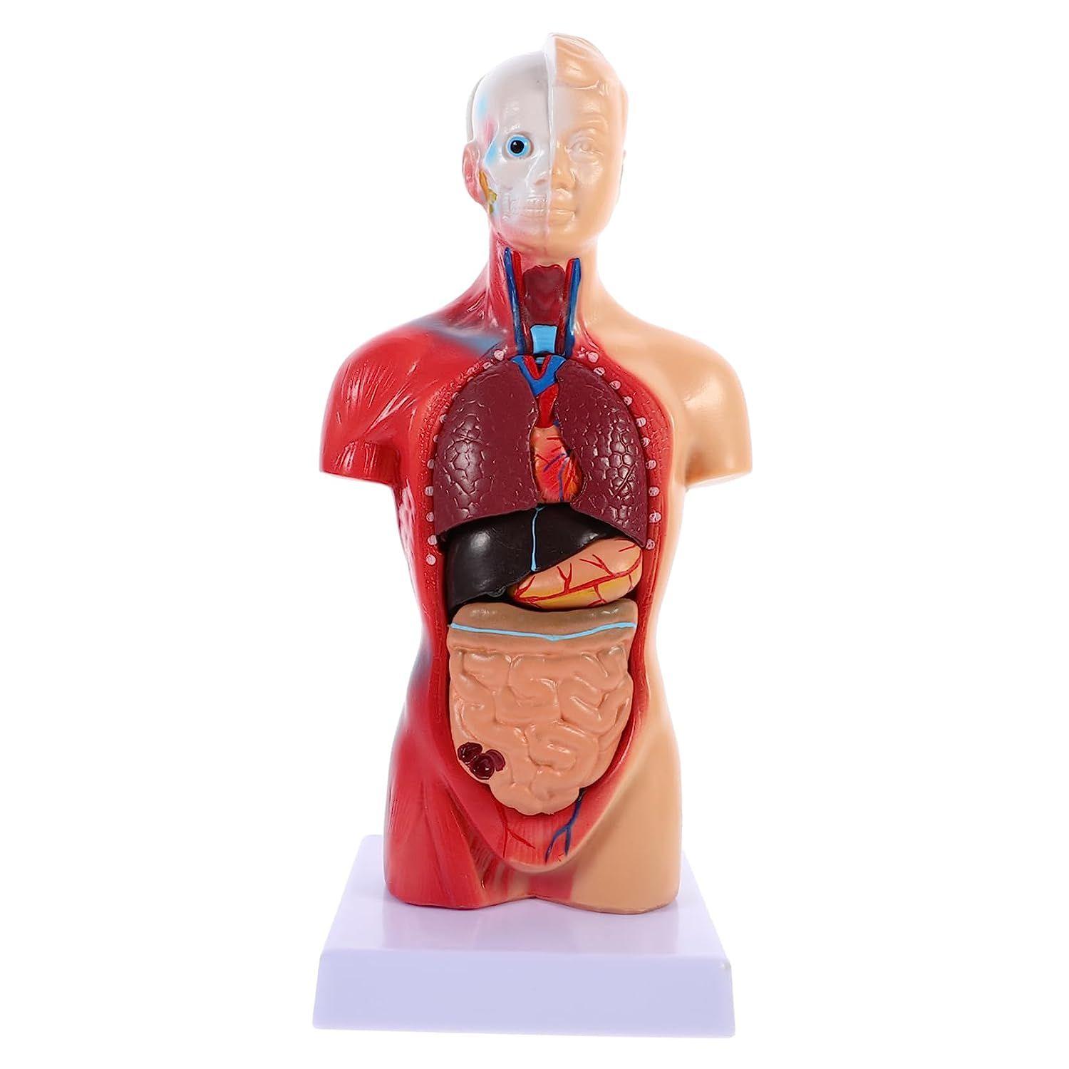 Modèle anatomique et mannequin pour enseignement