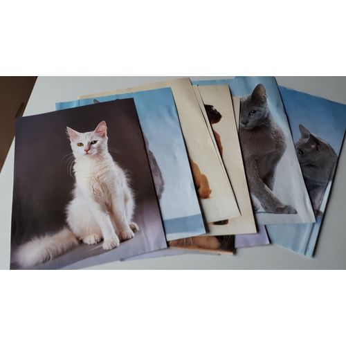 Lot de 10 belles images décoratives avec les portraits de beaux chats et chatons de races diverses sur simples pages de papier A4 ou moins -pour collection de chats, posters ou plaisir des images