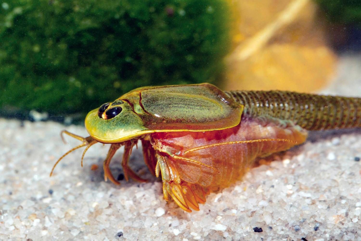 50 Oeufs de Triops Granarius