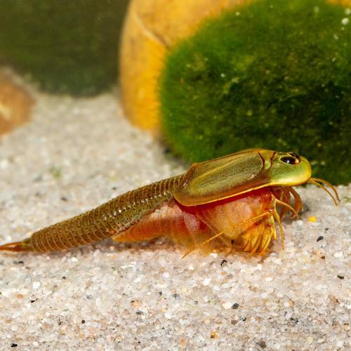 50 Oeufs de Triops Granarius