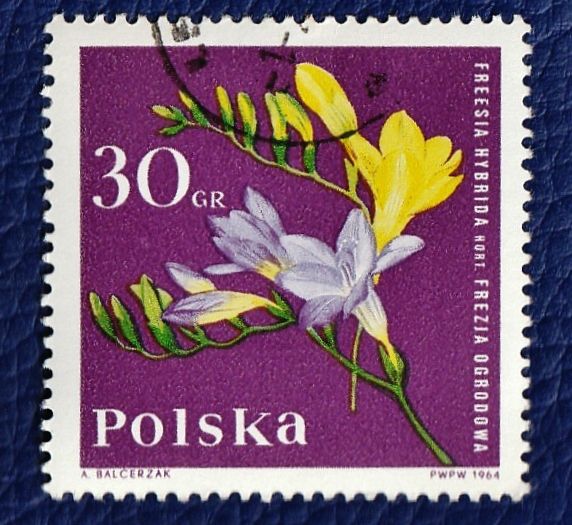 8 Timbres De Pologne "Fleurs" De 1964 À 1974