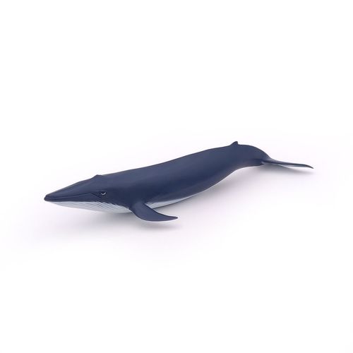 L'univers Marin Bébé Baleine Bleue