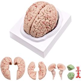 Crâne humain avec modèle anatomique cérébral Anatomie grandeur nature en 8  parties pour l'affichage d'étude en classe des sciences