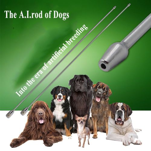Aiguilles À Pointe Ronde En Acier Inoxydable, 1 Pièce, Pour Animal De Compagnie, Clinique, Chien, Infusation Artificielle, Dépôt De Sperme