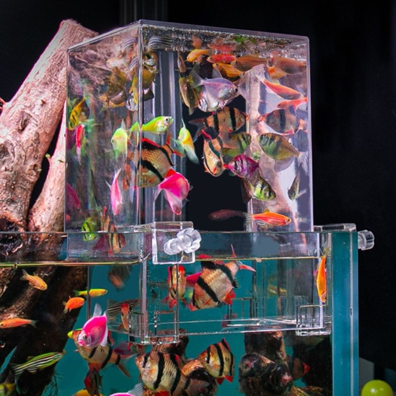 Bote D'incubateur Pour L'levage De Poissons, Profitez De L... - 3