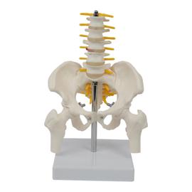 Acheter Apprentissage éducatif bricolage assemblage jouets Kits corps orgue  outils d'enseignement médical Puzzle 3D modèle d'anatomie du corps humain  jouet