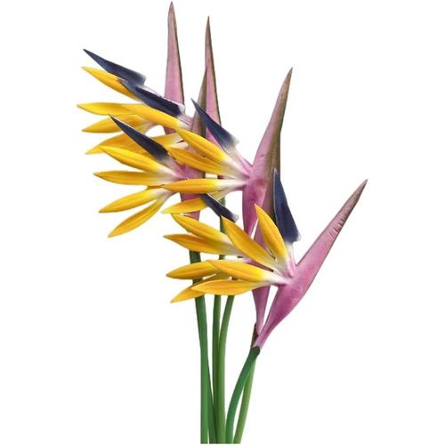 Strelitzia Lot De 6 Fleurs Artificielles Multicolores Permanentes En Forme D'oiseau De Paradis De 58,4 Cm Pour Bureau,Maison,Décoration De Fête,Plantes En Pot (Jaune Violet)