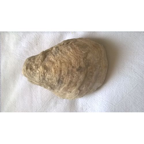 Fossile D'huitre