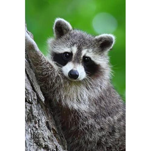 Notebook: Racoon In The Trees