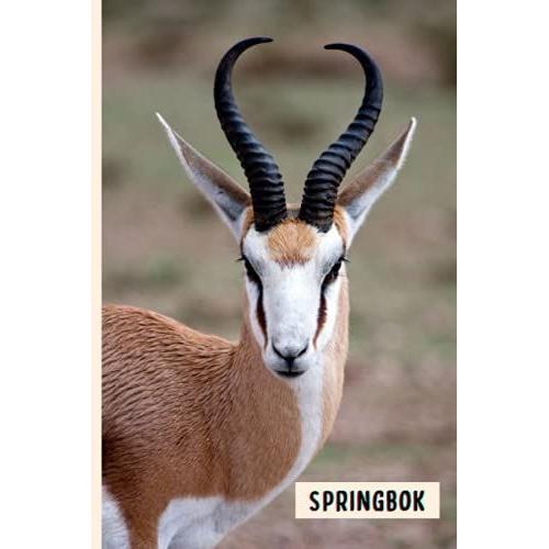 Springbok: Composition Notebook For Springbok Lovers , Springbok Lined Journal ,6x9 Inches , 110 Pages ,Springbok Diary