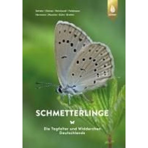 Schmetterlinge