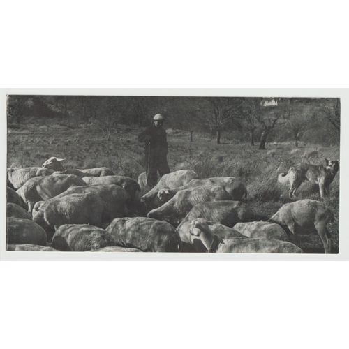 Photo D'un Berger En Noir Et Blanc