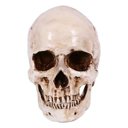 Tête De Crâne Réaliste, Modèle De Tête De Squelette Humain, Décoration Pour Maison Hantée, Décoration De Fête D'halloween, 1 Pièce