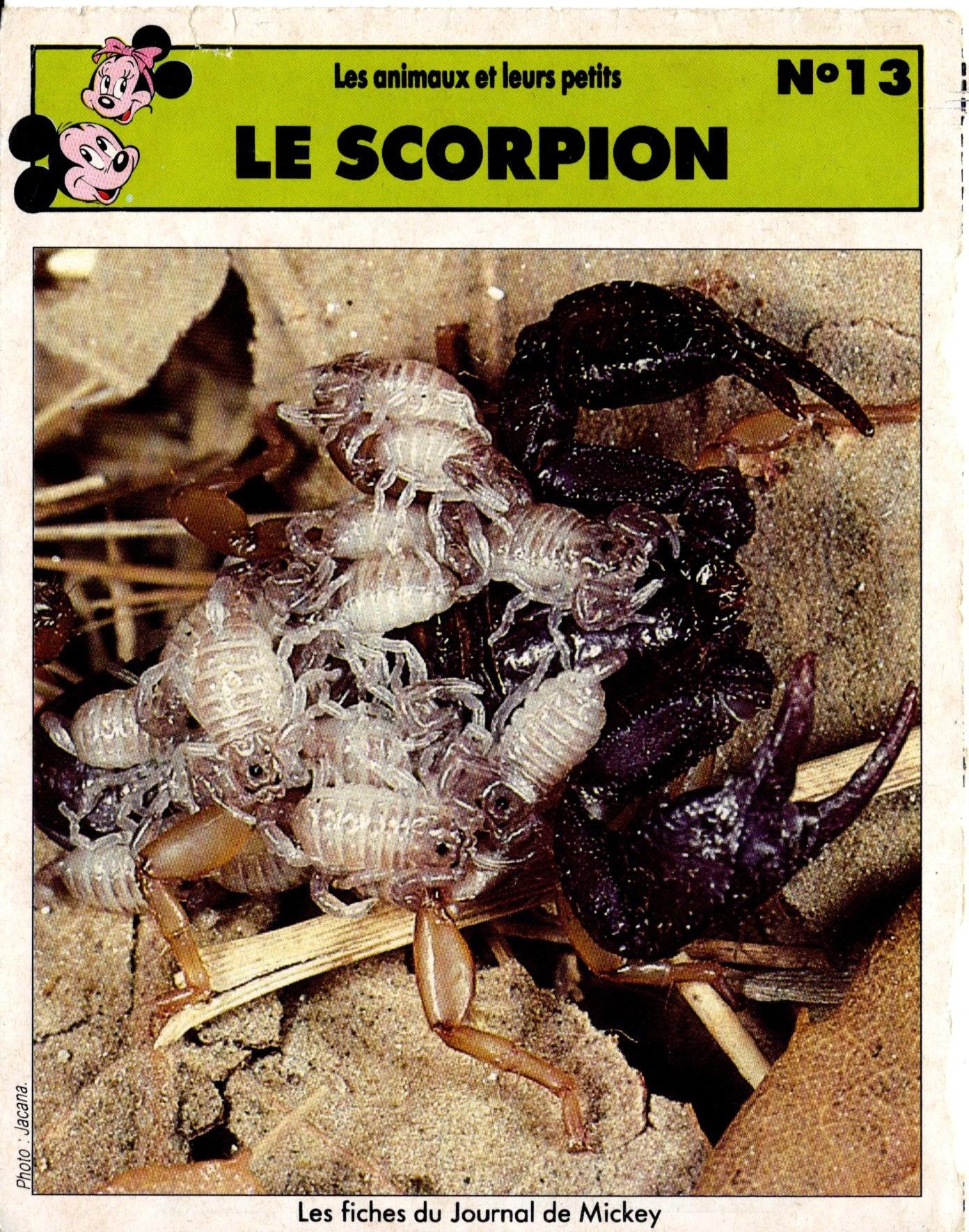 Fiche Journal De Mickey Le Scorpion