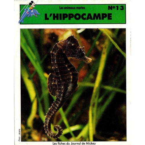 Fiche Journal De Mickey L'hippocampe