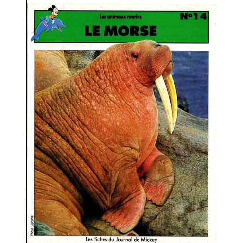 Fiche Journal De Mickey Le Morse
