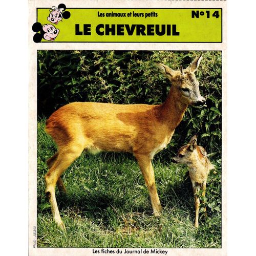 Fiche Journal De Mickey Le Chevreuil