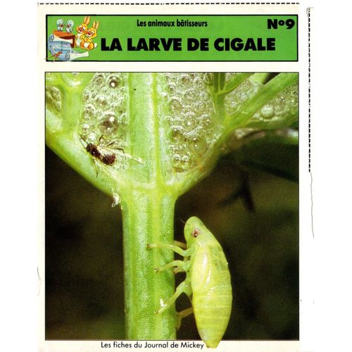 Fiche Journal De Mickey La Larve De Cigale