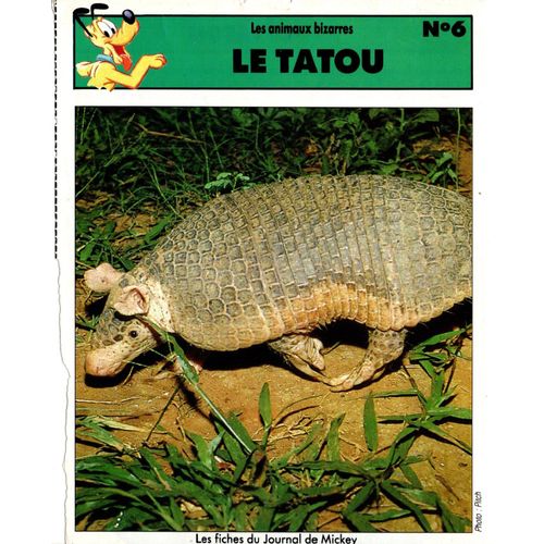 Fiche Journal De Mickey Le Tatou