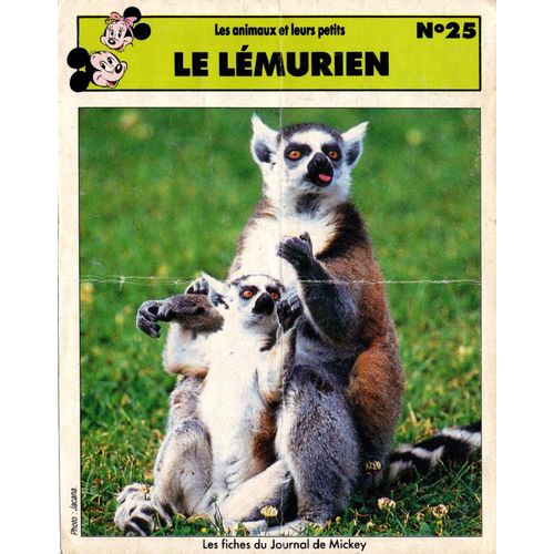 Fiche Journal De Mickey Le Lémurien