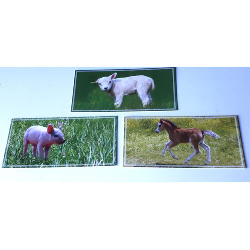 Trois Cartes Doubles Avec Les Images D’Un Agneau, D'un Porcelet, D'un Poulain Sur Fonds Verts - 19x9cm - Éditées Par Protection Mondiale Des Animaux De Ferme