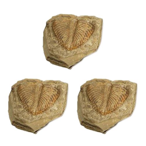 3 Pc Naturel Trilobite Queue Fossile Fossiles Anciens Enseignement Collection de spécimens